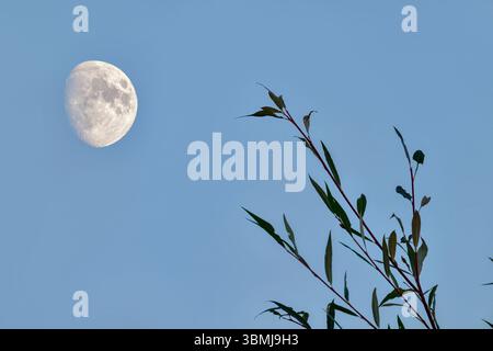 Moon in the sky late afternoon with leafy foliage in foreground in winter Stock Photo
