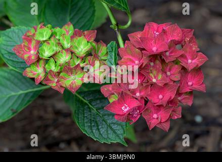 Beautiful vivid flowers of Hydrangea, variety 'Glam Rock' which depending on conditions can be lime green and bright pink Stock Photo