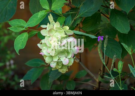 The beautiful and large flower heads of the Hydrangea Phantom, which starts off pale geen with pink edges before going creamy white Stock Photo