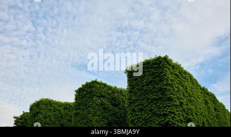 Green ivy covering square structures under cloudy sky Stock Photo