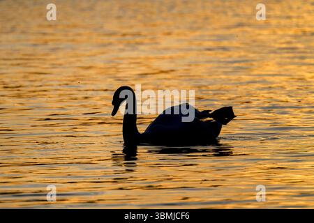 Mute Swan swimming in the golden hour, just as the sun was setting at Blagdon Lake., Somerset, UK Stock Photo