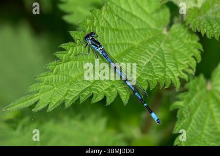Azure Damselfly on stinging nettle leaf, taken in Somerset, UK Stock Photo