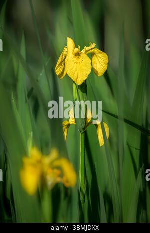 A beautiful sunlit Yellow flag Iris flower sunlit in the Spring sun growing in marshland in Somerset, UK Stock Photo
