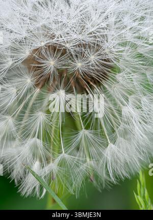 Close up of Dandelion seed head with dew taken in Somerset, UK Stock Photo