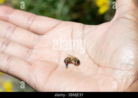 Close-up of a dead honeybee resting on the open palm of a person's hand, highlighting the fragility of pollinators Stock Photo