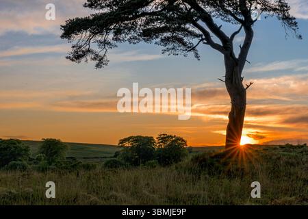 The well known tree at Priddy mineries which overlooks Priddy pond just as the sun goes down behind the tree with starburst effect Stock Photo