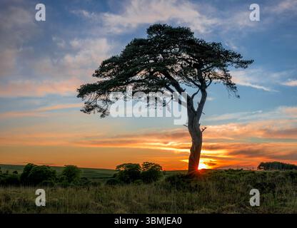 The well known tree at Priddy mineries which overlooks Priddy pond just as the sun goes down behind the tree with starburst effect Stock Photo
