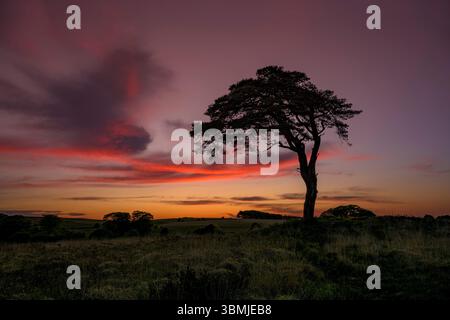 The well known tree at Priddy mineries which overlooks Priddy pond just after the sun has gone down behind the horizon Stock Photo