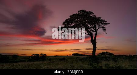 The well known tree at Priddy mineries which overlooks Priddy pond just after the sun has gone down behind the horizon Stock Photo