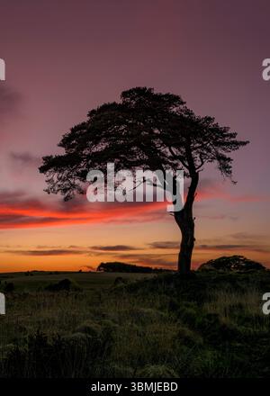 The well known tree at Priddy mineries which overlooks Priddy pond just after the sun has gone down behind the horizon Stock Photo