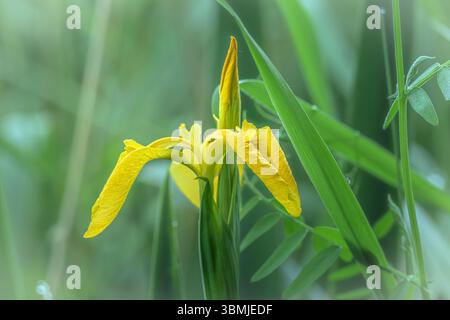 A beautiful Yellow flag Iris flower taken on a dewy morning after dawn growing in marshland in Somerset, UK Stock Photo