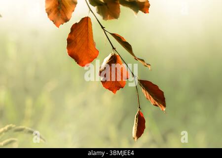 Sunlit European Beech tree leaves, also called Copper beech with its autumn coloured leaves in Spring, taken at Blagdon lake, Somerset at sunrise Stock Photo