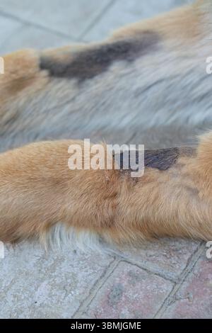 German shepherd dog with skin problems showing black marks on fur and legs Stock Photo