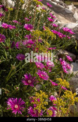 Pink purple flowers. Hardy ice plant, delosperma cooperi Stock Photo