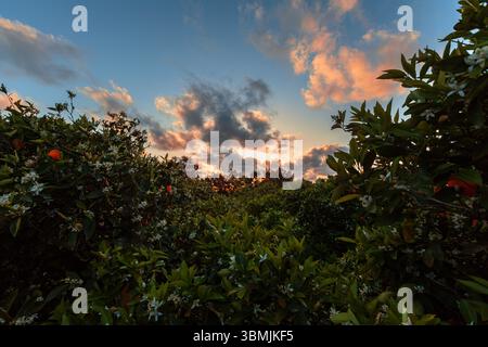 Magical natural scene between Valencia trees with a stunning sunset. Stock Photo