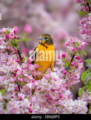 Female Baltimore Oriole in the blossoms Stock Photo