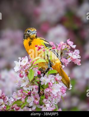 Female Baltimore Oriole in the blossoms Stock Photo