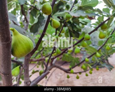 Beautiful natural photo of a fig tree with ripe fruits. Stock Photo