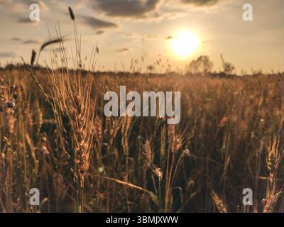 Nature sunset over wheat fields during spring with golden color. Stock Photo