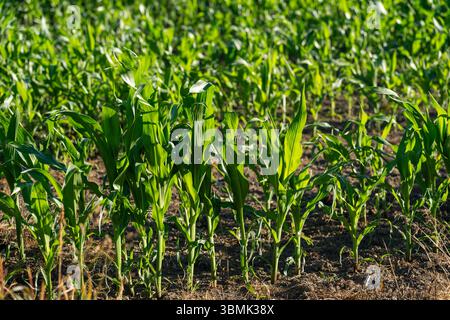 Bavaria, Germany - June 24, 2025: The young maize plants stretch up out of the ground - lush green, strong and ready for the coming weeks of growth. The soil between the rows is still open: The season has only just begun. *** Die jungen Maispflanzen recken sich aus der Erde empor sattgrün, kräftig und bereit für die kommenden Wochen des Wachstums. Der noch offene Boden zwischen den Reihen zeigt: Die Saison hat gerade erst begonnen. Stock Photo