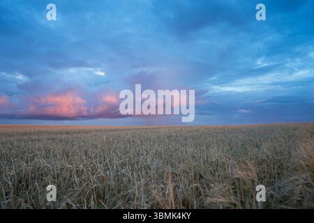 Wheat field under dramatic evening sky with colorful sunset clouds. Estonian rural landscape, before storm, Tabivere, Estonia Stock Photo