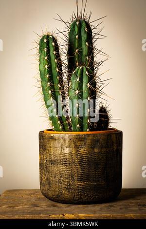 Three striking green cacti in a decorative golden planter, elegantly placed on a textured wooden surface against a soft, light background. Stock Photo