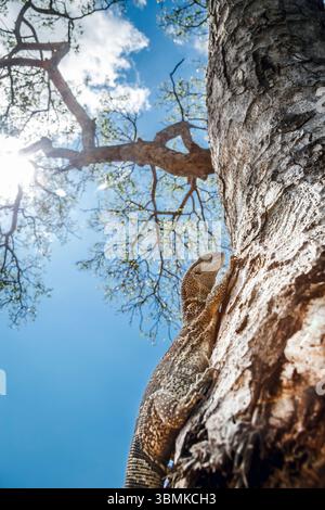 Rock monitor on tree trunk in Greater Kruger National park, South ...
