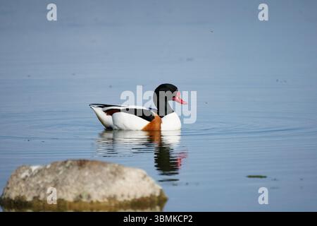 Duck Tadorna tadorna Stock Photo