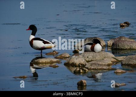 Ducks Tadorna Tadorna in Lithuania Stock Photo