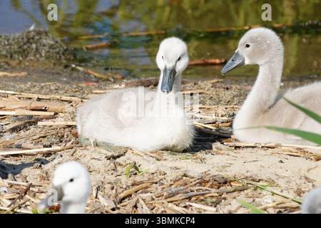 Baby swans in Nida, Lithuania Stock Photo