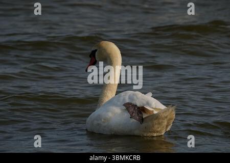 Lonely swan in Nida, Lithuania Stock Photo