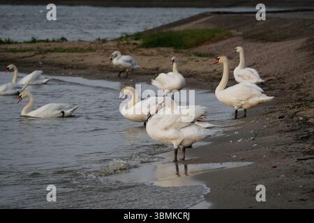 Group of swans in Nida, Lithuania Stock Photo