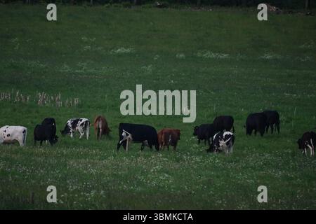 Group of cows eating Stock Photo