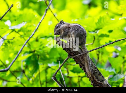A Swinhoe's Striped Squirrel (Tamiops swinhoei) sitting on a tree stump. Beijing, China. Stock Photo