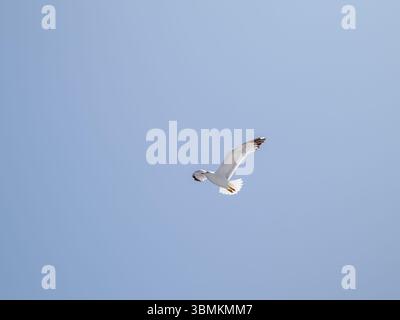 Lone Seagull Soaring in Clear Blue Sky Stock Photo