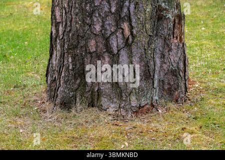 Fragment of an old tree at the very base on a green lawn on a bright sunny day. Stock Photo