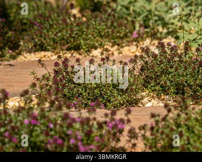 Creeping thyme in flower growing between paving stones in a sun-drenched gravel garden. Stock Photo