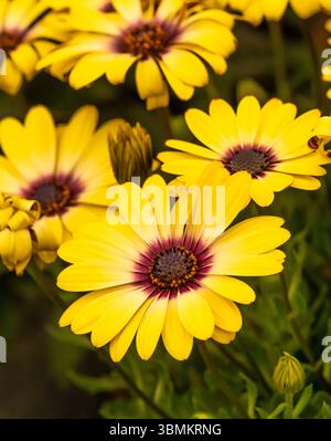 Close-up of the yellow flowers of Osteospermum blue Eyed Beauty. Stock Photo