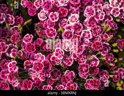 Dark pink and white flowers of Dianthus Pink Kisses flowering profusely in a sunny UK garden. Stock Photo