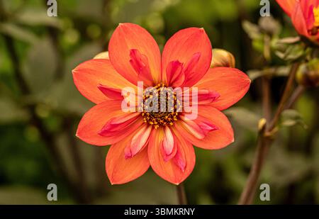 Dahlia ‘Tiger Eye’ in bloom, displaying bold orange petals with vibrant pink flashes and a striking dark central eye. Stock Photo