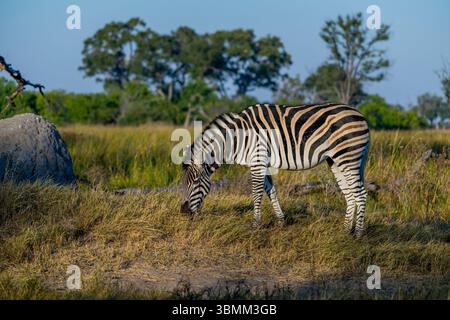 Eququs Plains zebra (Equus quagga), Moremi Game Reserve, Okavango Delta ...