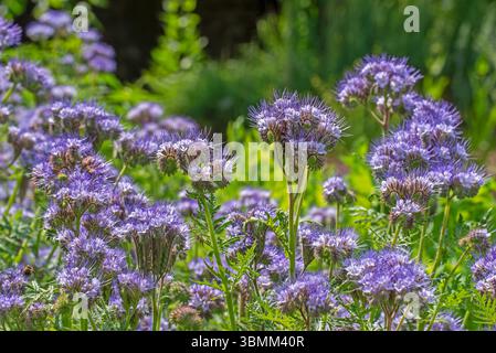 Lacy phacelia / tansy-leaf phacelia / blue tansy / purple tansy (Phacelia tanacetifolia), insectary bee plant in garden, native to the US and Mexico Stock Photo