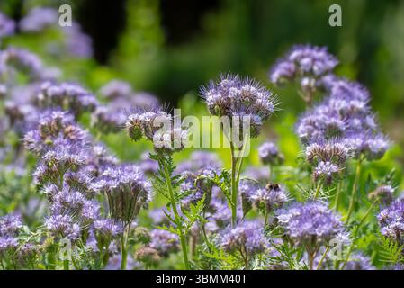 Lacy phacelia / tansy-leaf phacelia / blue tansy / purple tansy (Phacelia tanacetifolia), insectary bee plant in garden, native to the US and Mexico Stock Photo