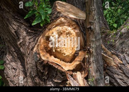 Splintered tree trunk at Rammey Marsh, Enfield, London. Exposed wood core likely damaged by storm, age, or post-wildfire weakening. Stock Photo
