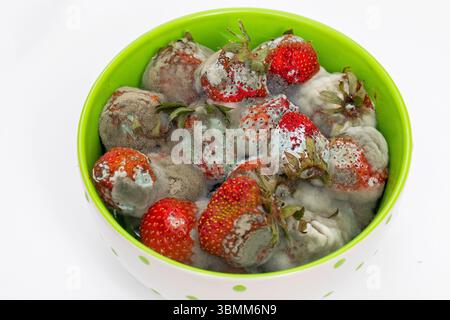 Netherlands, bowl of moldy strawberries Stock Photo