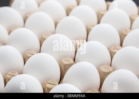 white chicken eggs in the cardboard egg tray with rooms for thirty eggs isolated on white background Stock Photo