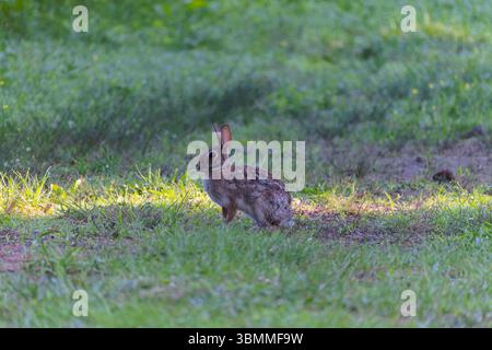 A cross between a domestic and wild rabbit in a pasture in the morning Stock Photo