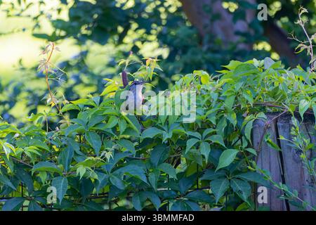 The Carolina wren (Thryothorus ludovicianus) on the yard..  This wren is the state bird of South Carolina. Stock Photo