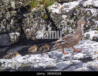 Mallard hen duck and ducklings on the seashore, Isle of Barra, Outer Hebrides, Scotland. Stock Photo