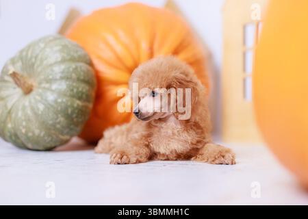 Apricot poodle puppy lying on floor with pumpkins in background looking to side calmly Stock Photo